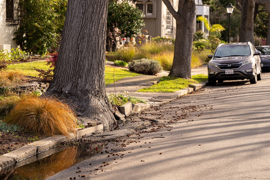 Tree roots that broke a curb along Gibbons Drive