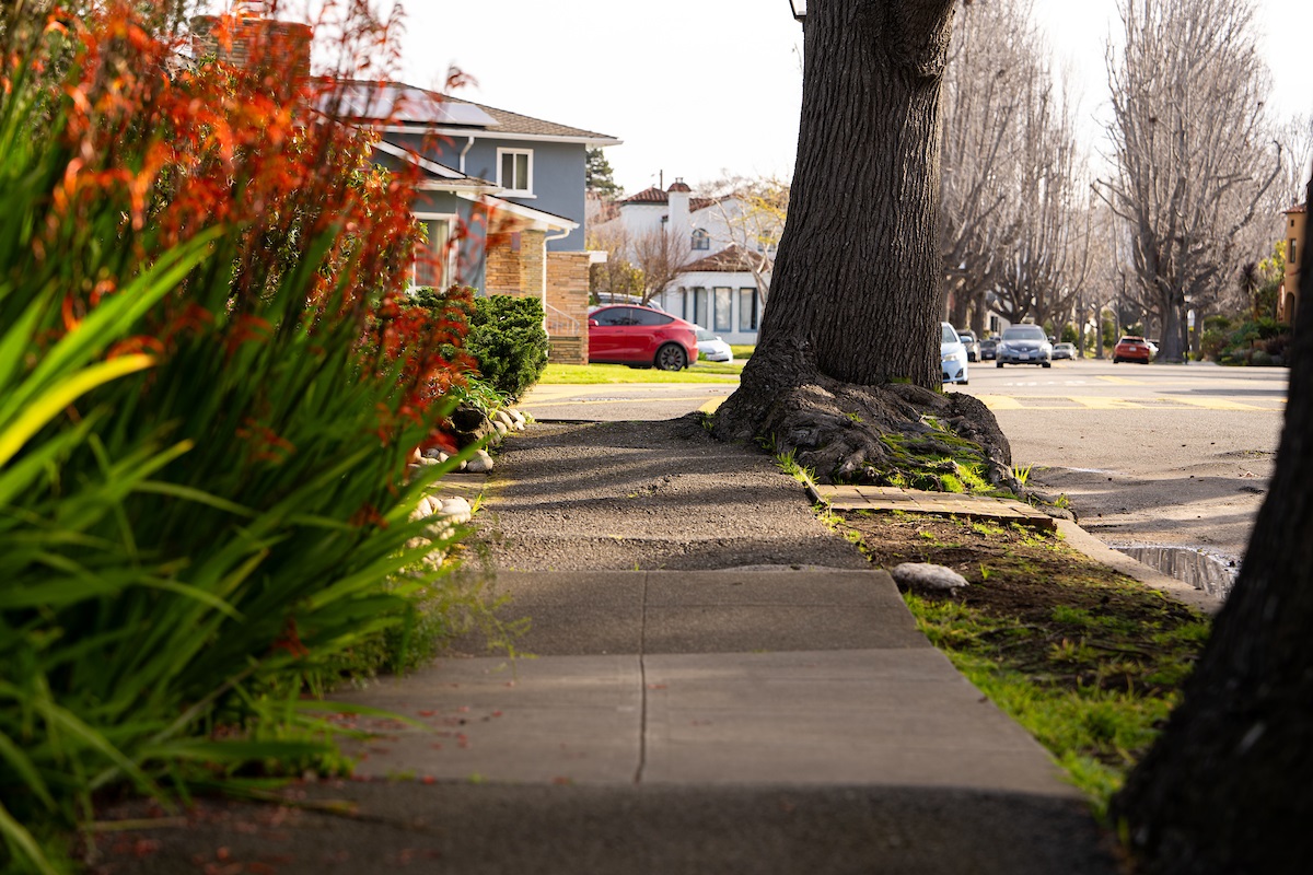 Uneven pathway with tree roots obstructing sidewalk