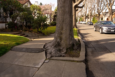 Gibbons Dr Tree roots that have lifted up the sidewalk to create uneven surface