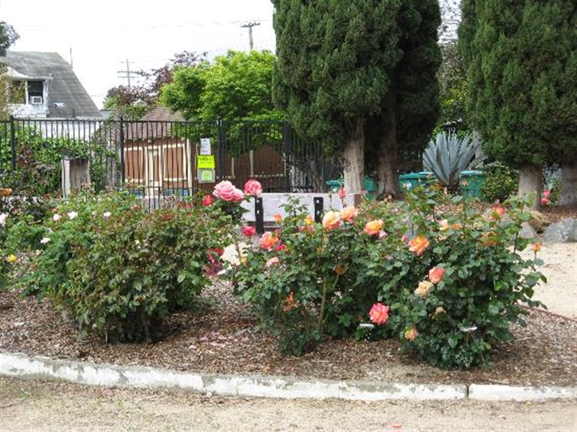 2026 Lincoln Park Rose Garden