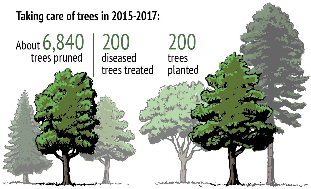 Tree picture.jpg